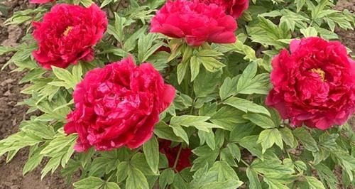 养花还不知道选啥？八种花从古到今一直受人喜欢，你家里有吗