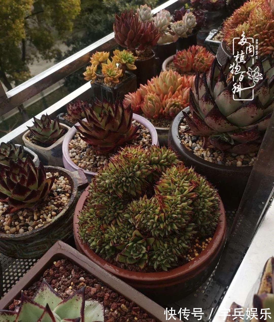 多肉植物|养多肉三年多九万里悟道,终归诗酒田园!