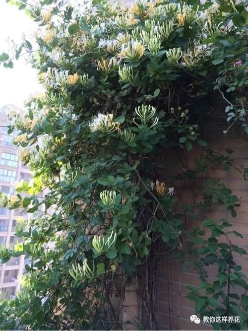 花墙|4种“爬藤花”,容易成花墙,种在阳台院子里太好看了!
