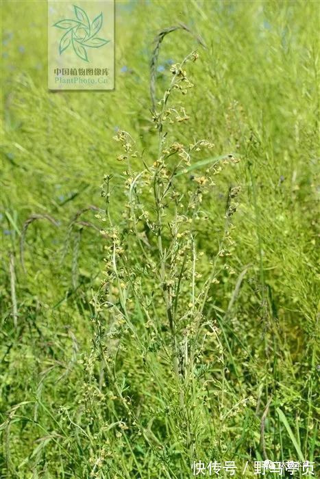 中药大辞典|大籽蒿，见过吗？全草肺热咳嗽、咽喉肿痛；花治黄水疮、皮肤湿疹