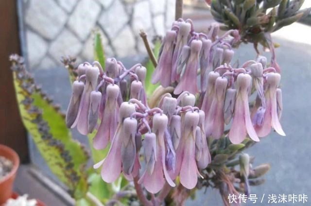 落地生根属的大家庭,品种多,花朵好看!