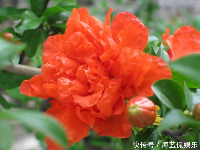 红花绿叶|此花是一种成熟的美丽，寓意着多子多福，是很鲜艳的花