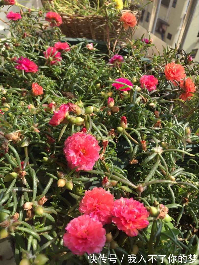 封闭阳台养这4种花,很快变成花海,现在养刚刚好