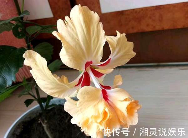 5种超爱开花的花卉,随便养一盆,一开就是大半年,超美超惊艳