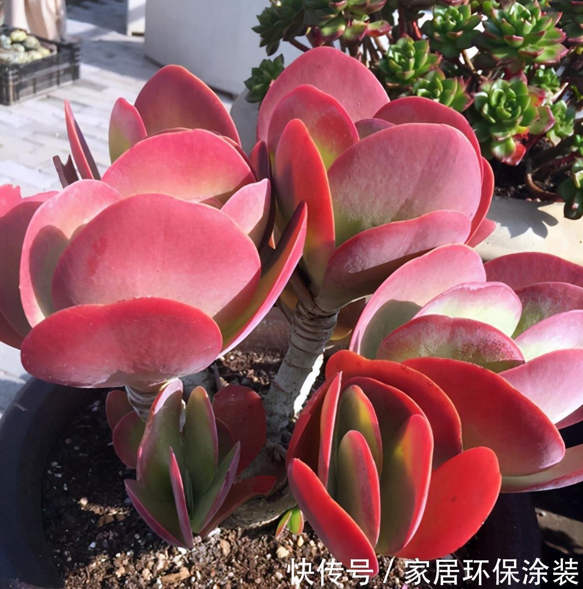 妙招|多肉唐印的变红小妙招,颜色鲜艳的秘密,分享给你