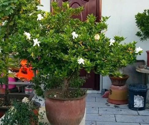 养花人盆栽植物,学会合理使用3种''垃圾肥'',效果不输正规肥