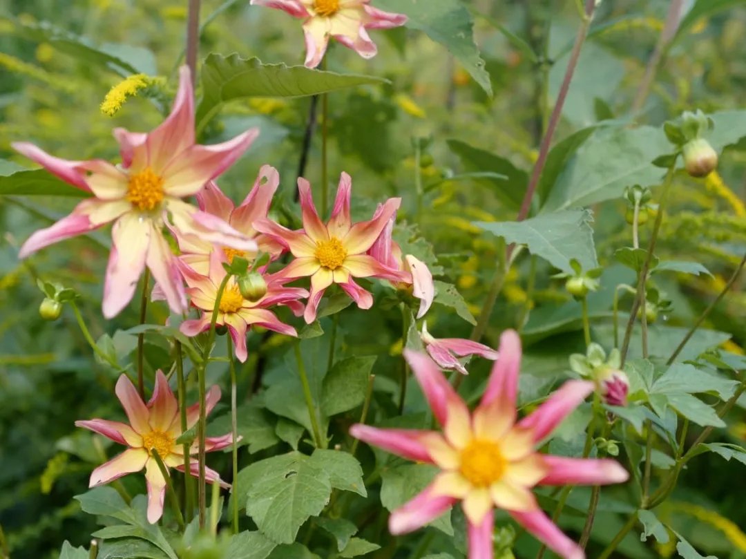 青溪|王维最经典的7首诗,安静而美好,一生至少读一次