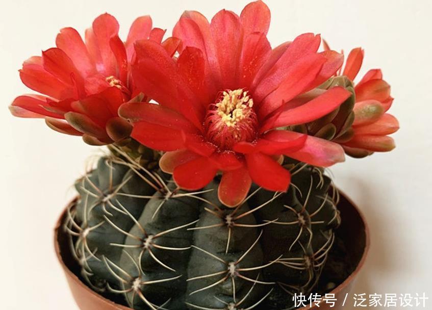不会养花就选五种懒人花，不染病虫害，养护简单又省心