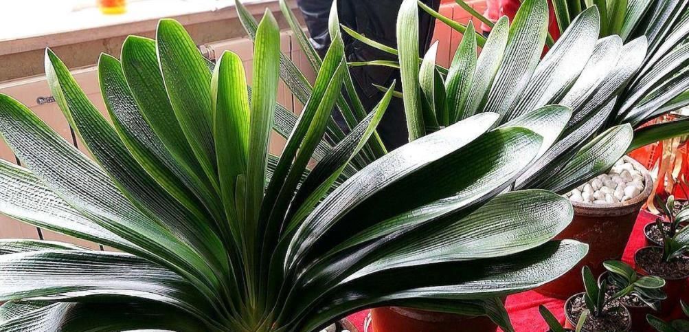 家里“2种垃圾”别丢了,用来养君子兰,叶片花苞嗖嗖长