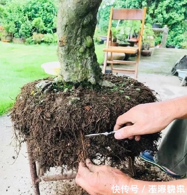 盆景|养盆景不能急于求成,遵循循序渐进的过程,这6点切忌不要触碰