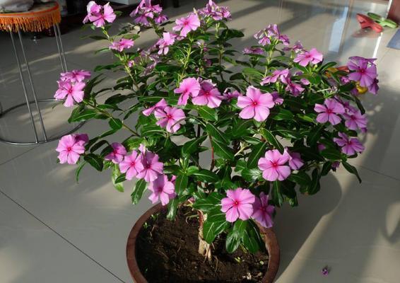 动物内脏|养花就用这些东西“密制”花肥,不花一分钱,还好用不烧根