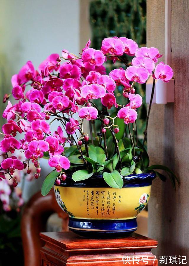 5种花空气再“干燥”,也别喷水,会黄叶、烂叶、掉花苞