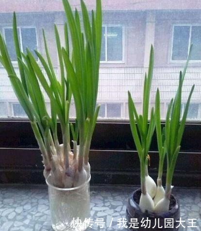 矿泉水瓶别扔了,对半切种菜,阳台秒变大菜园,天天都吃新鲜菜!