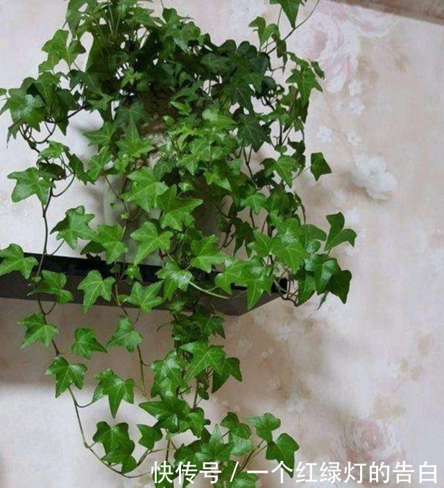 室内养6种植物,能净化空气环境,点缀家居、有益健康!