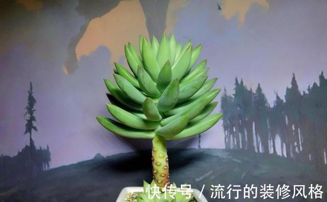 茉莉花|家里养殖的花卉在度夏时,最怕的不是温度高,而是怕乱浇水