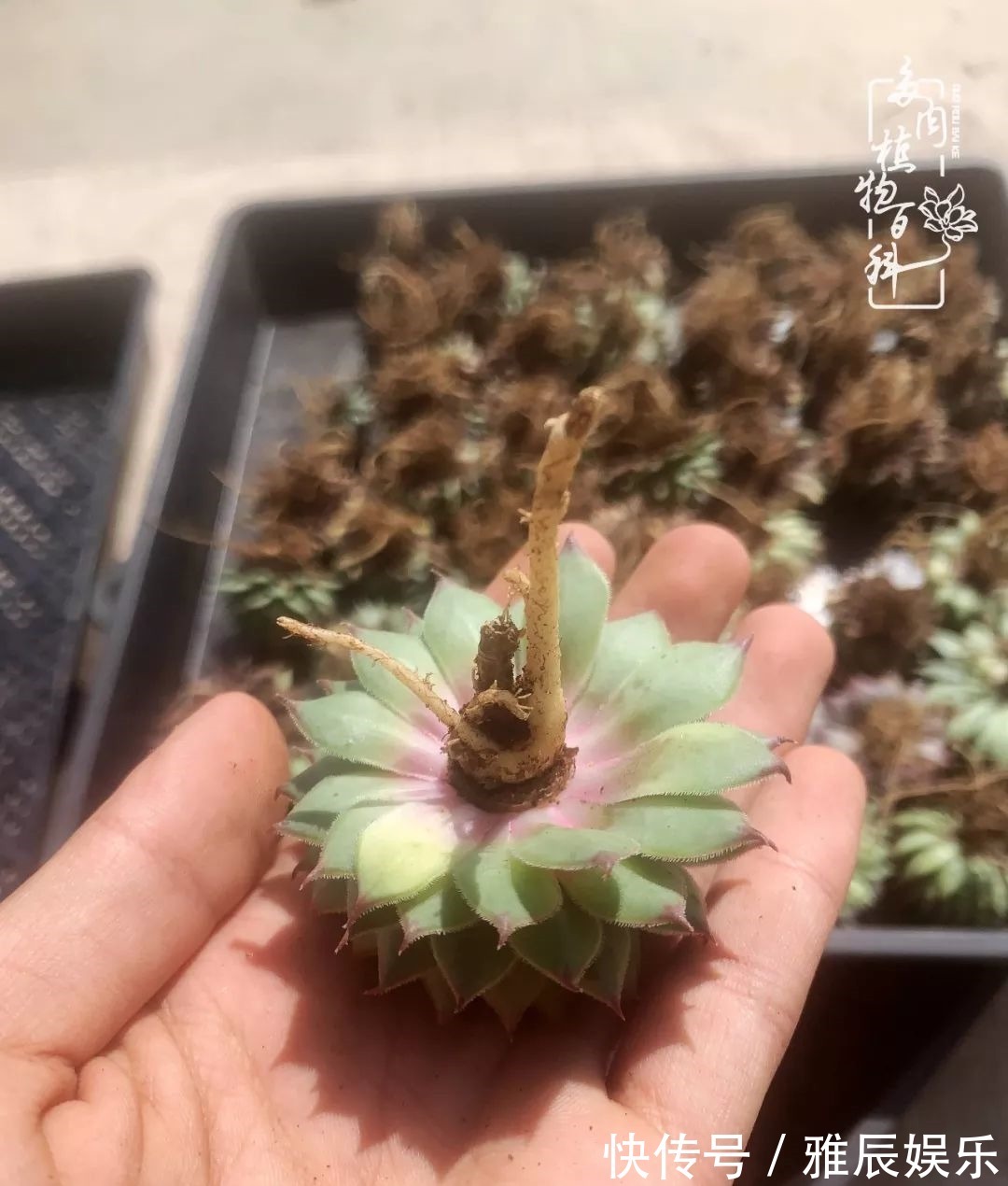 框子|这多肉拼盘这么仙!如何制作达人手把手教你制作长生草拼盘!