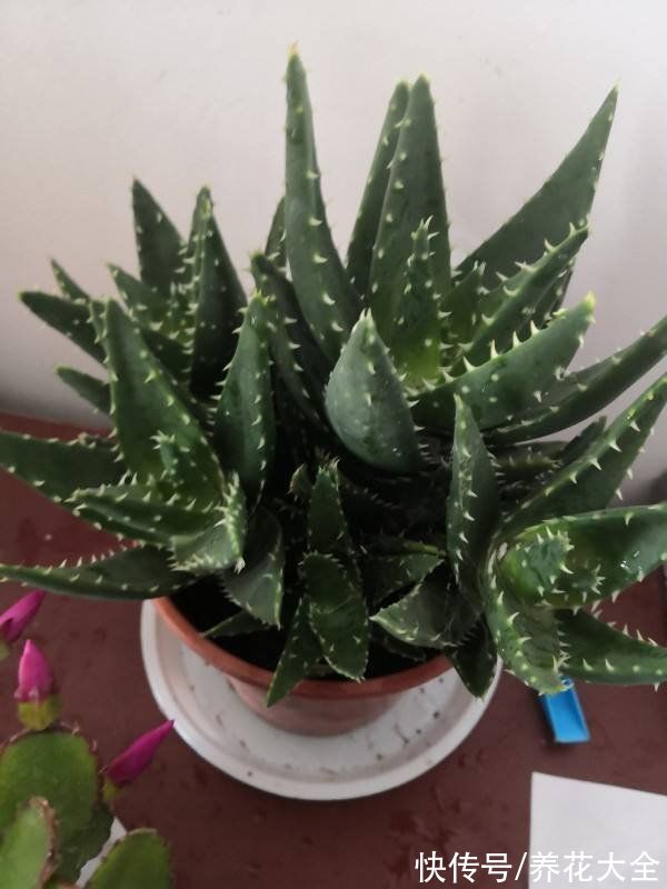 老一辈人说,4种绿植不常开花,一开花就预示有好事儿,你见过吗