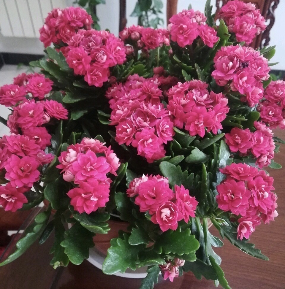 水溶液|淘米水浇花“招虫子”多做1步,肥效提10倍,养啥旺啥