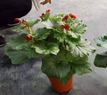 你家丽格海棠不能全年开花关键在于这4点,学会了四季花开不断