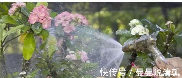 叶片|家里这几种花,哪怕干得“打蔫”,也不要往叶子喷水,否则只剩下花盆