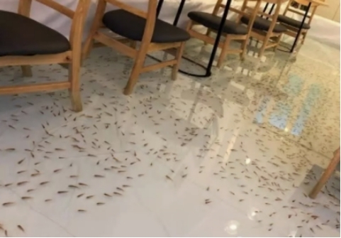 咋办|越南最特殊的咖啡厅,地板上养锦鲤,网友有脚气咋办