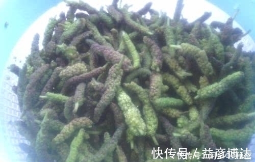 红背菜|农村4种常见野菜,殊不知强身补男,比名贵药材好,见到别踩死