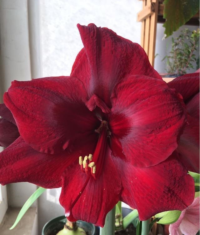 5种花越养越上瘾，只要养好一盆，就会特别喜欢