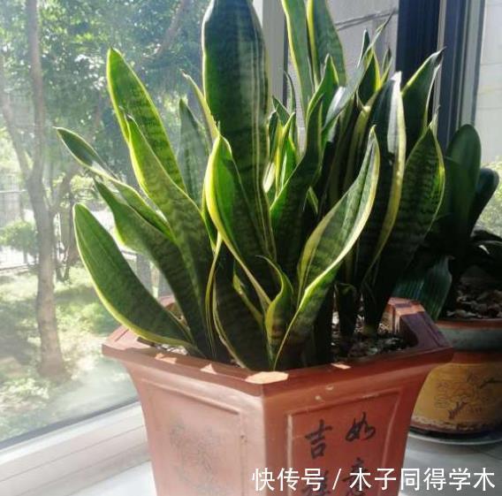 君子兰生长不佳，就喂一些“醋”，根系更壮硕，花朵更艳了