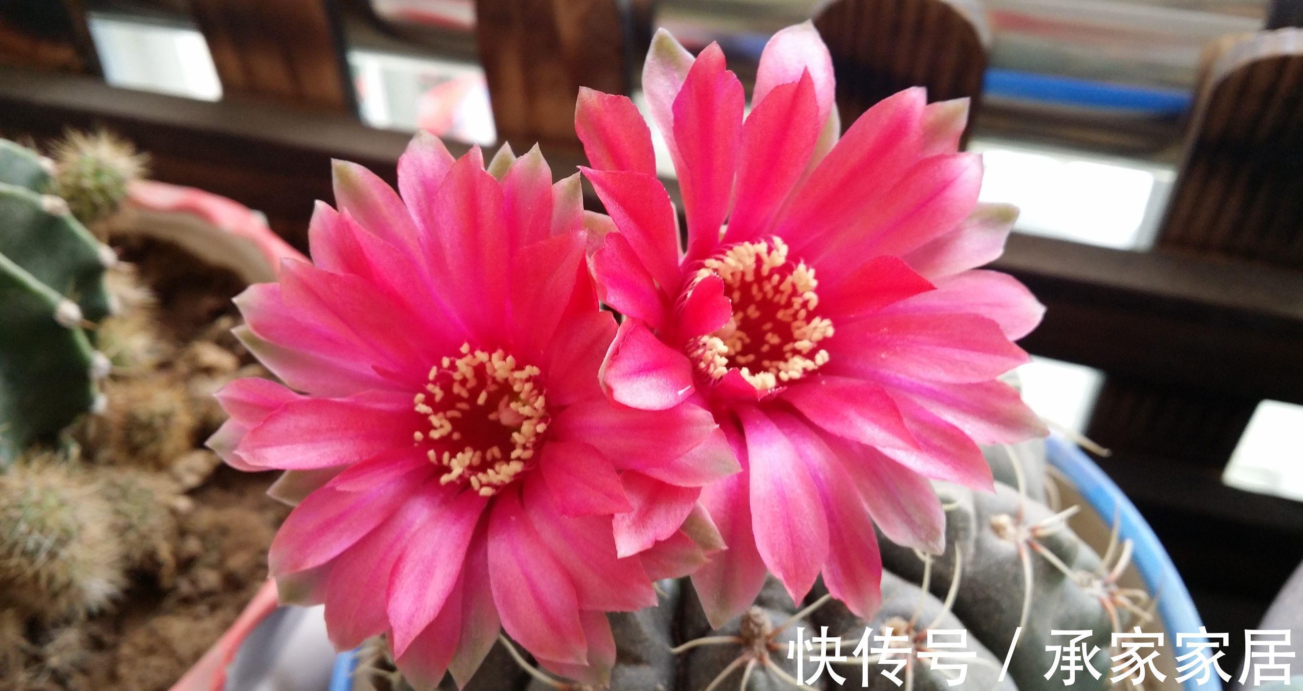 绯花玉|仙人掌科绯花玉，球形端庄，花色靓丽，你知道用什么方法养护吗