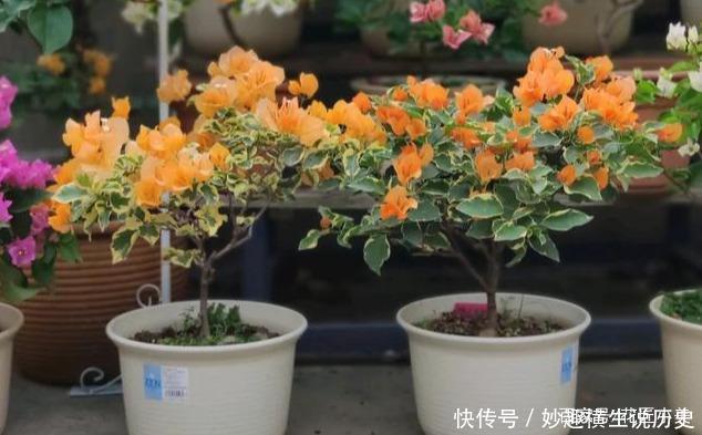 45种三角梅品种,红、橙、黄、绿、白、紫,每一种都很好看!