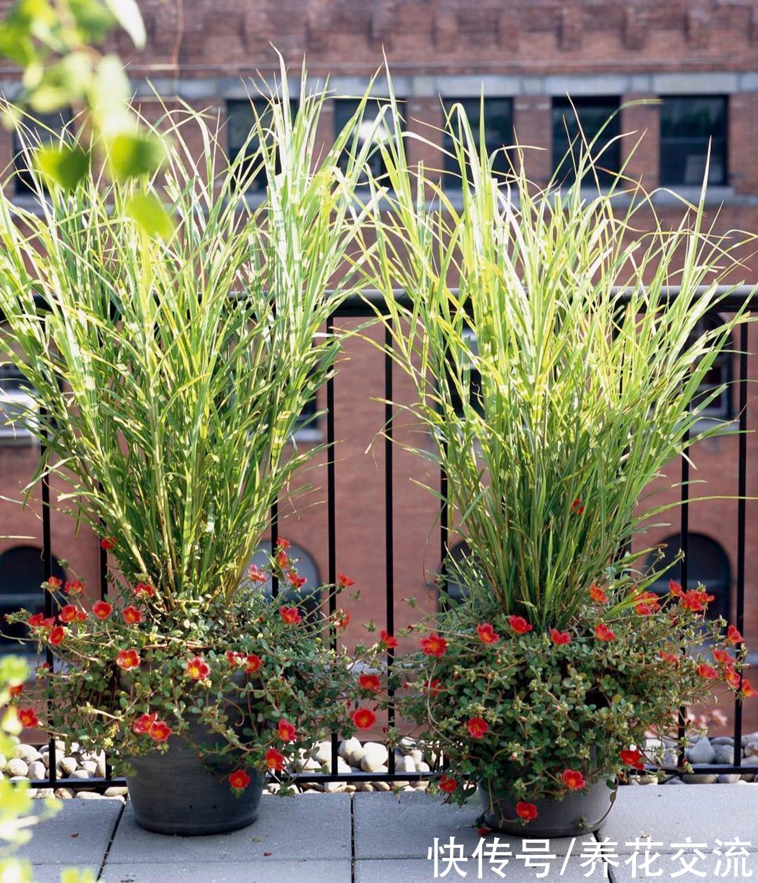 观赏草|6种绝佳的盆栽观赏草，买点种子就可以培育，新手园丁也可练练手