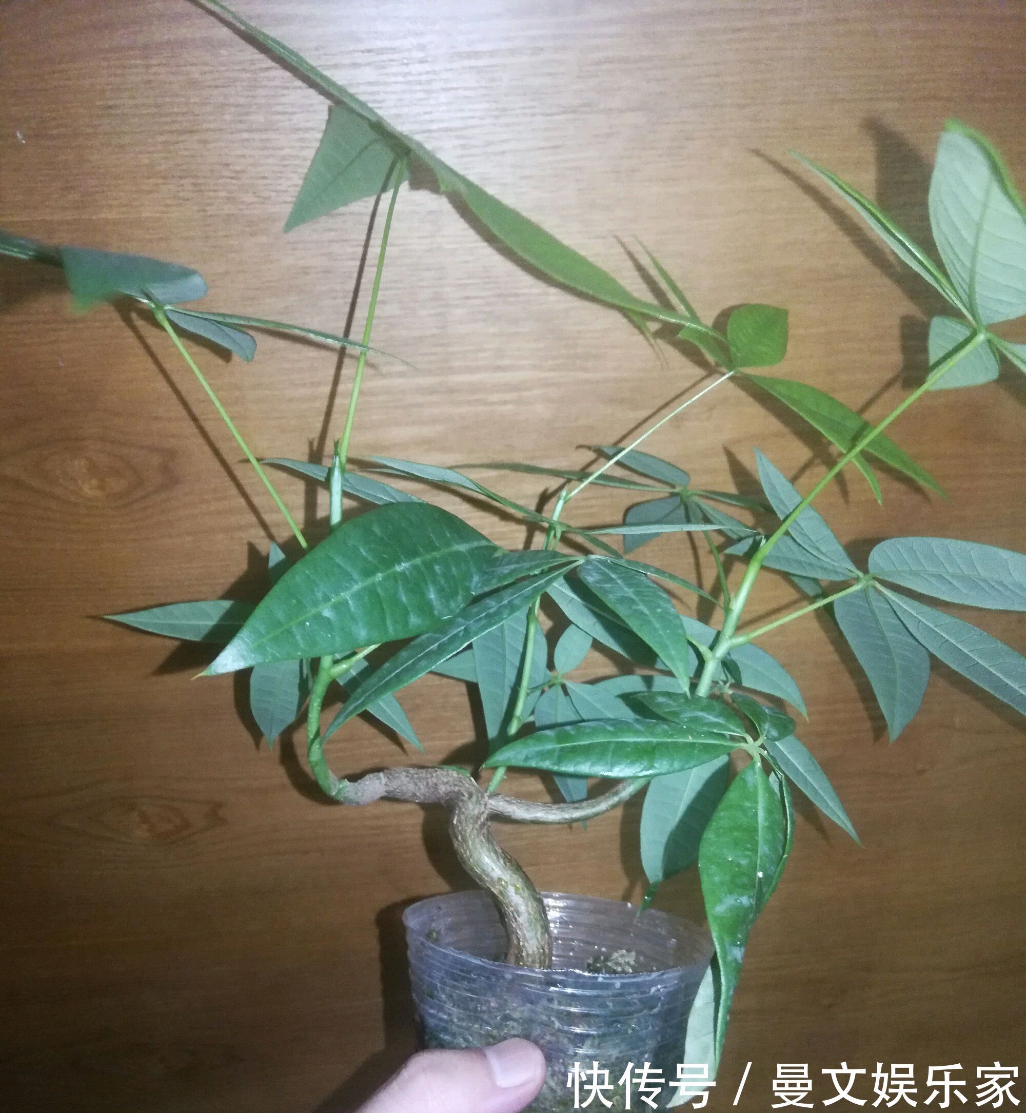 绝招|夏季给发财树换盆到底要不要浇定根水3种换盆方式不同浇水绝招