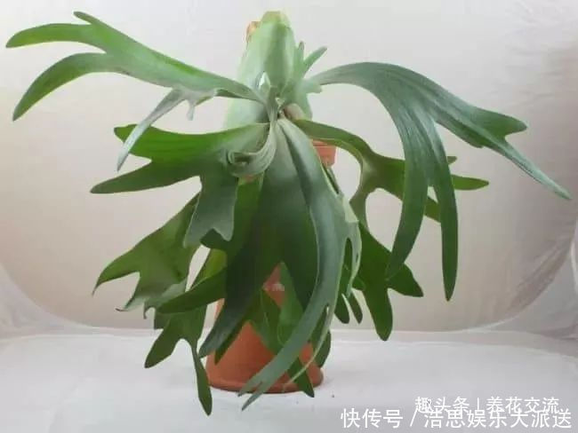 盆栽|10种长相很怪异的盆栽植物，都很适合养在花盆里