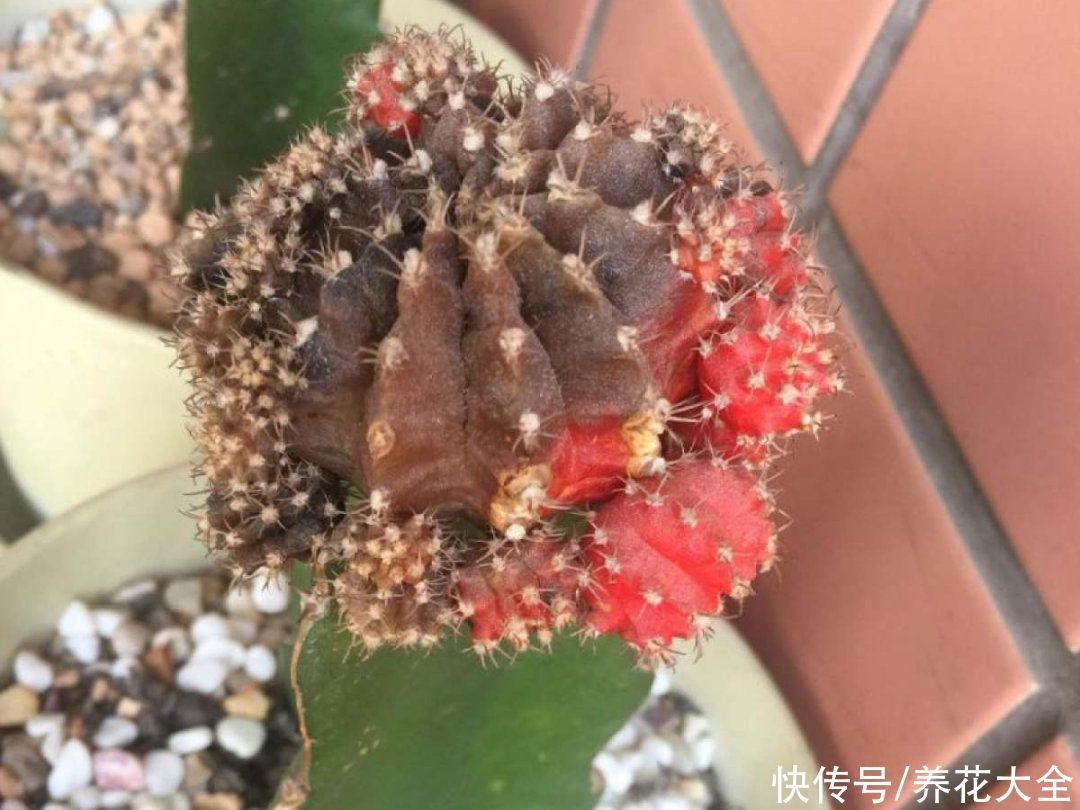 仙人球|9种花最怕下雨天，一淋雨就死，太心疼了