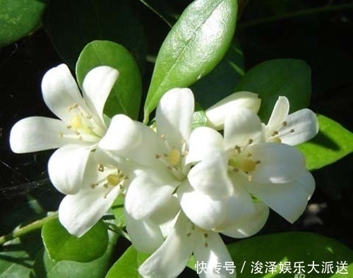 香味|晚上睡不着觉的人,养上这种“花”,香味浓浓,一觉睡到天亮