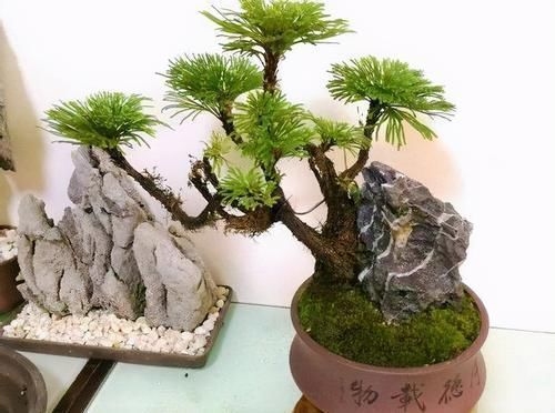 有情怀|有情怀的人,家里少不了3种盆景,养30年不过时