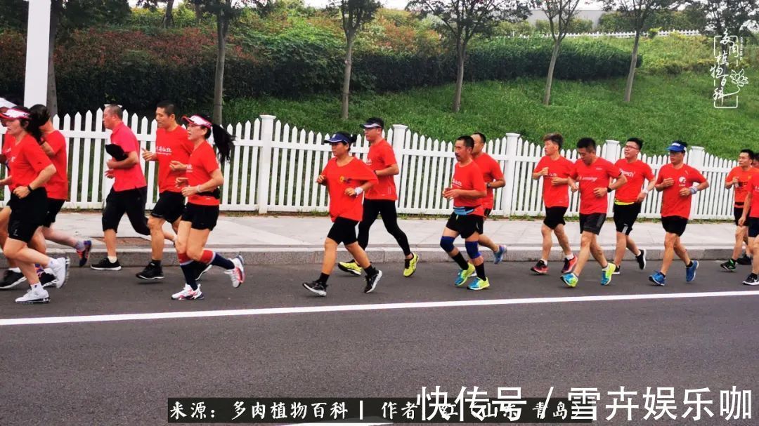 红稚莲|多肉度个夏,回到解放前!曾经有多美,现在就有多丑!