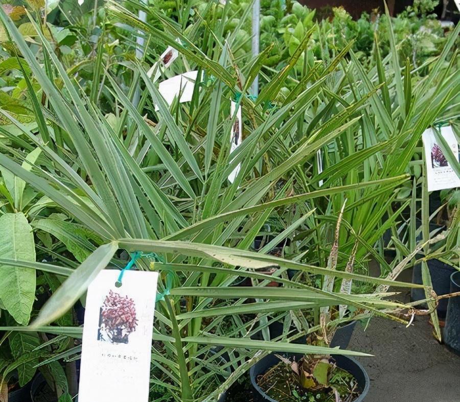 盆栽枣树多年，今年终于来一个大惊喜，邻居都围观凑热闹