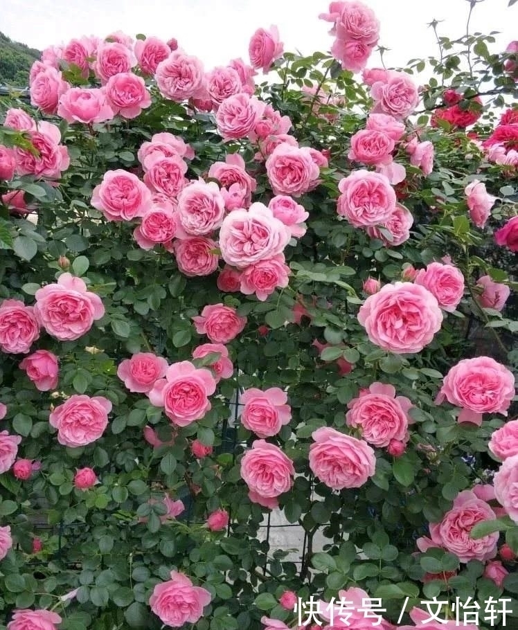 品种|100个月季品种,千姿百态,每个都很漂亮,图名并茂,值得收藏