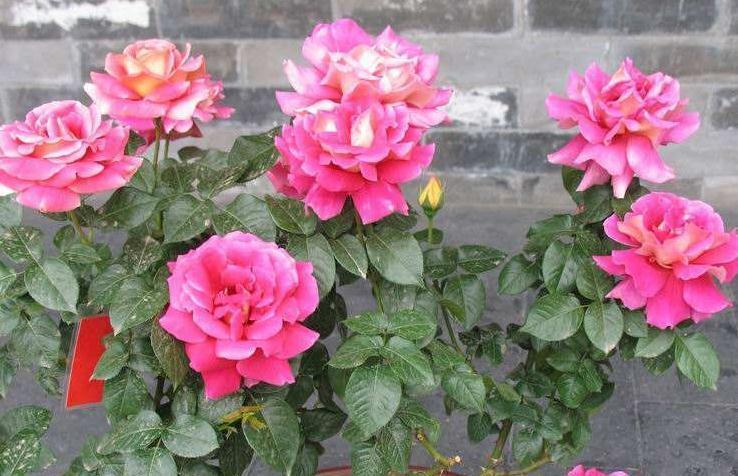 君子兰长寿花月季不开花,原因都在这里,快瞧瞧你做对了吗