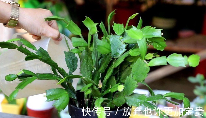 蟹爪兰|蟹爪兰想要快开花,这种叶子不要留,掐掉嗖嗖冒花苞