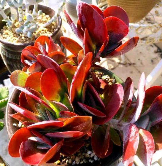 十月养多肉，教你几个小技巧，快速上色，30天养成群生肉墩子