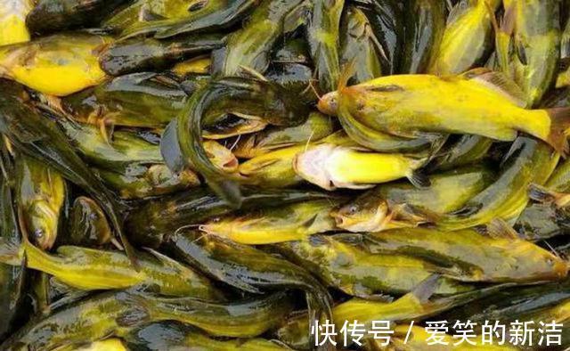 小鱼|野钓昂刺鱼,特效饵料“排行榜”,蚯蚓最常用,但是虾肉适应广