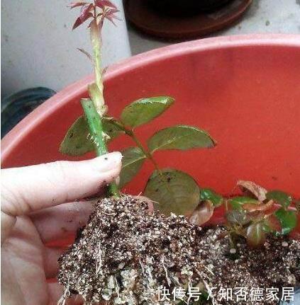 扦插|这五种花儿，一个枝条就能种，爬藤爬满墙，开花又多又漂亮