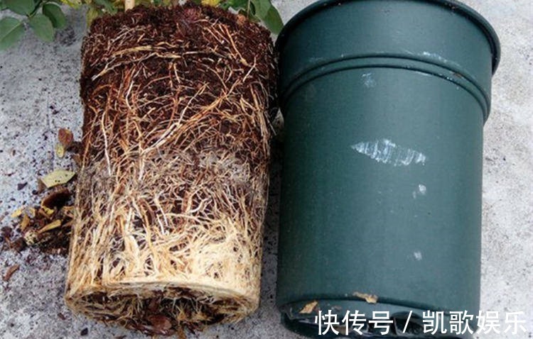 茉莉花|刚买的栀子花、茉莉花,哗哗掉叶子,学会3招,花苞又多又香