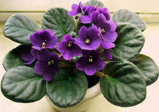 生根|这3种花不仅花期长,而且叶片往盆里一插就能活!