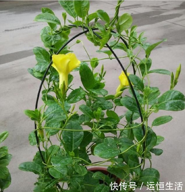 叶片|虎皮兰土里加这1种东西,不用再施肥,叶片都能蹭蹭长1米多高