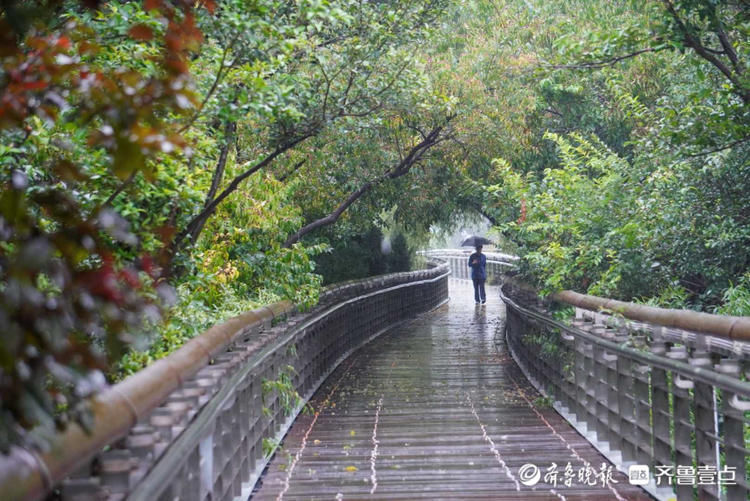 小雨淅沥不停，济南泉城公园美如丹青！雨中漫步悠闲舒适|情报站| 小雨