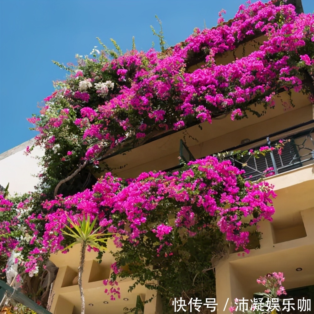 三角梅开败后,及时做好3件事,8月还能分化花芽,绽放层叠群花