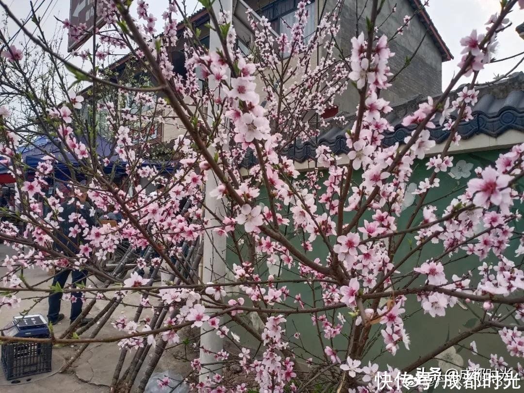 老年|离成都最近的梨花园盛开了 赏花休闲不错过